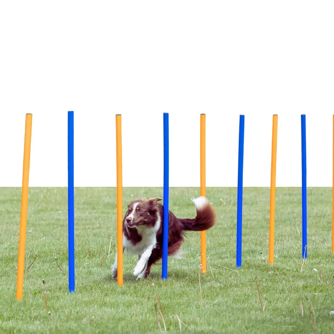 Dog Agility Course